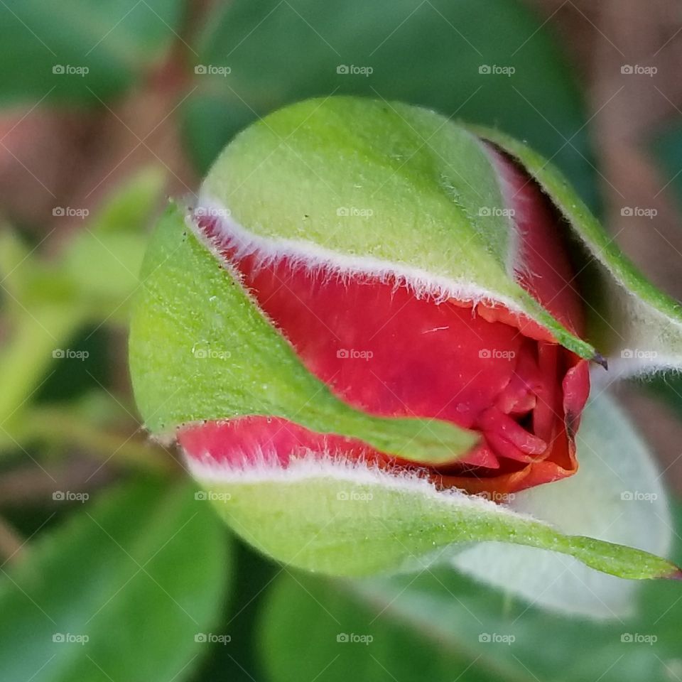 Rose bud coming out of wrapping