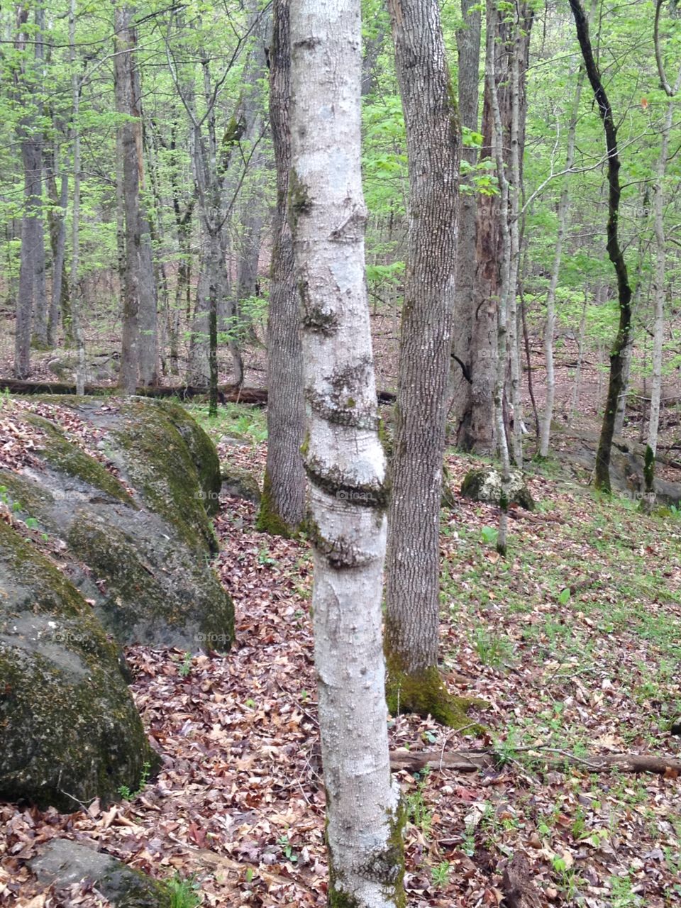 Spiraled trunk in Panther Creek State Park, Tennessee, USA