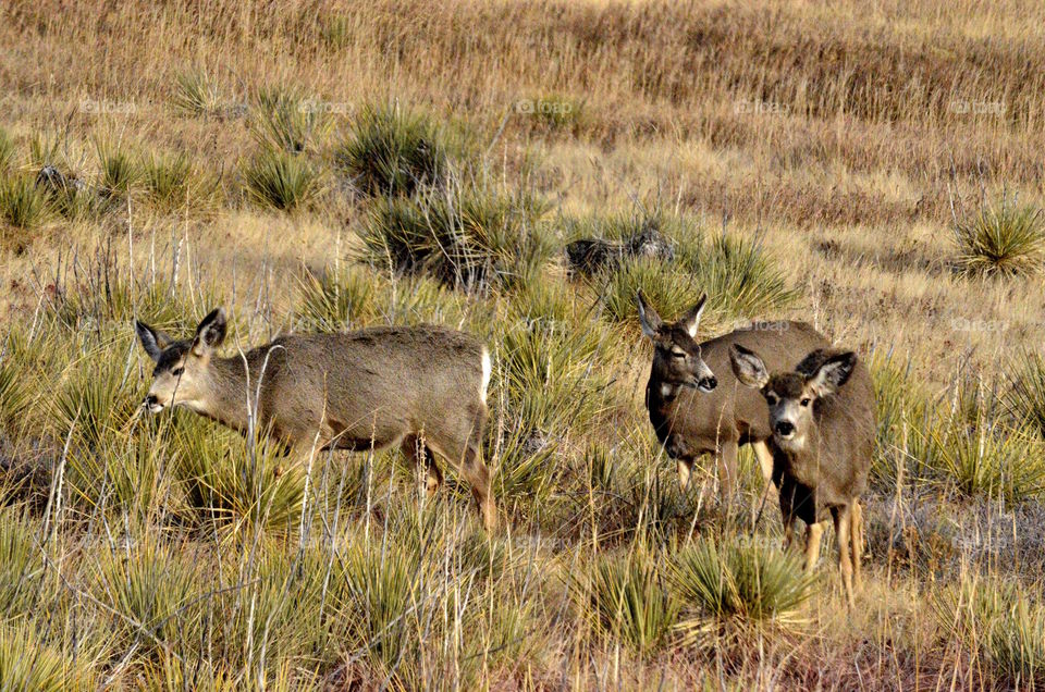 Colorado Deer