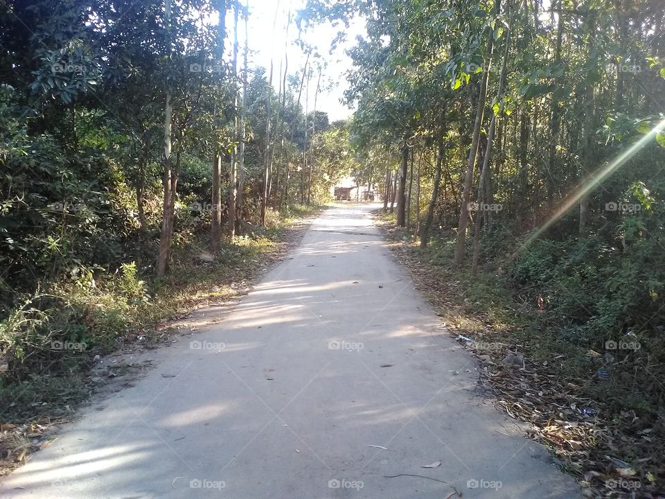 village road woods