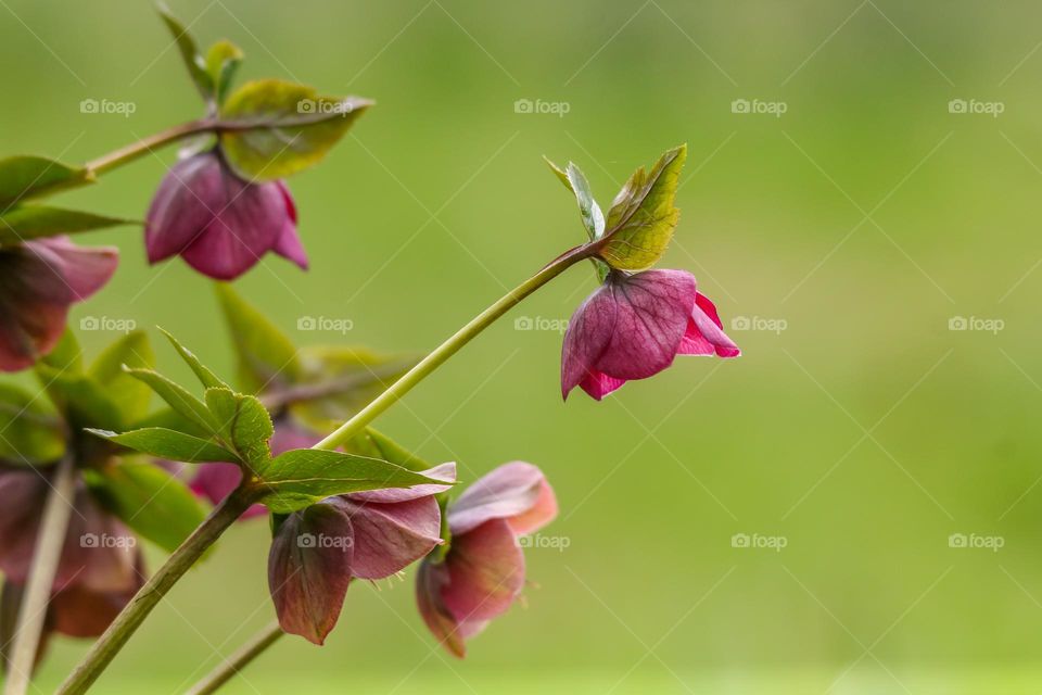 Close-up of flowers in a park in Brussels