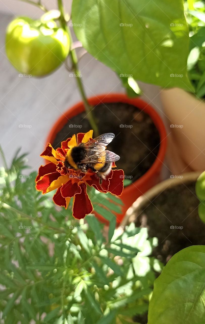 gardening plant in pot and bumblebee, love earth