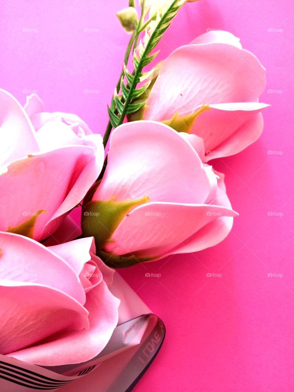 pink roses on a pink background close up