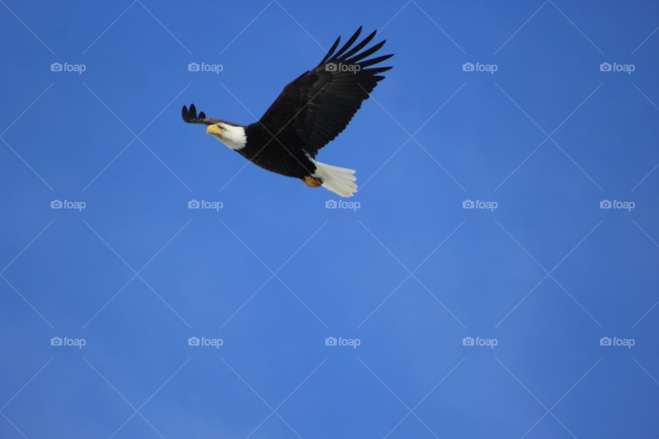 Bald eagle flying high