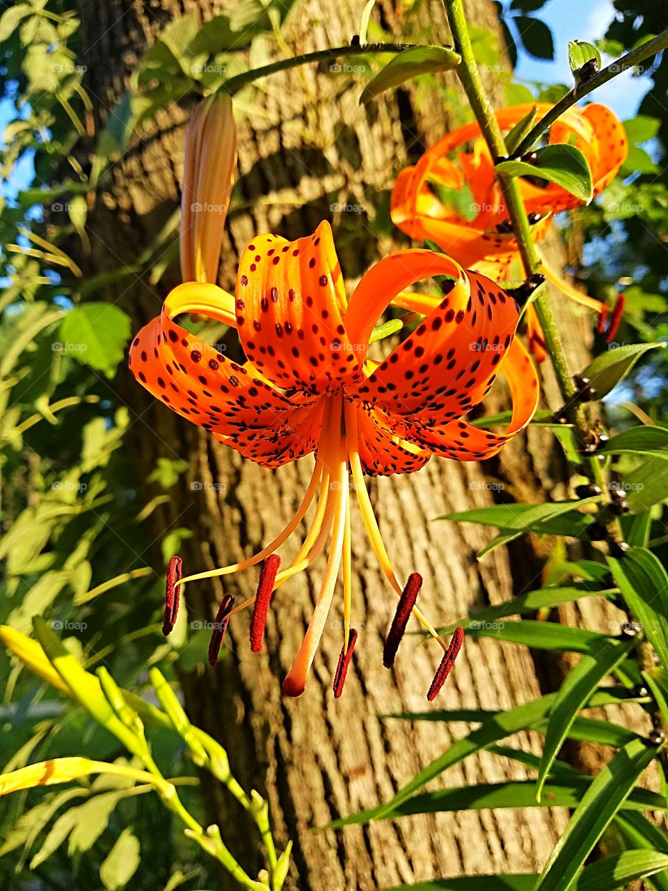 tiger lily at sunset