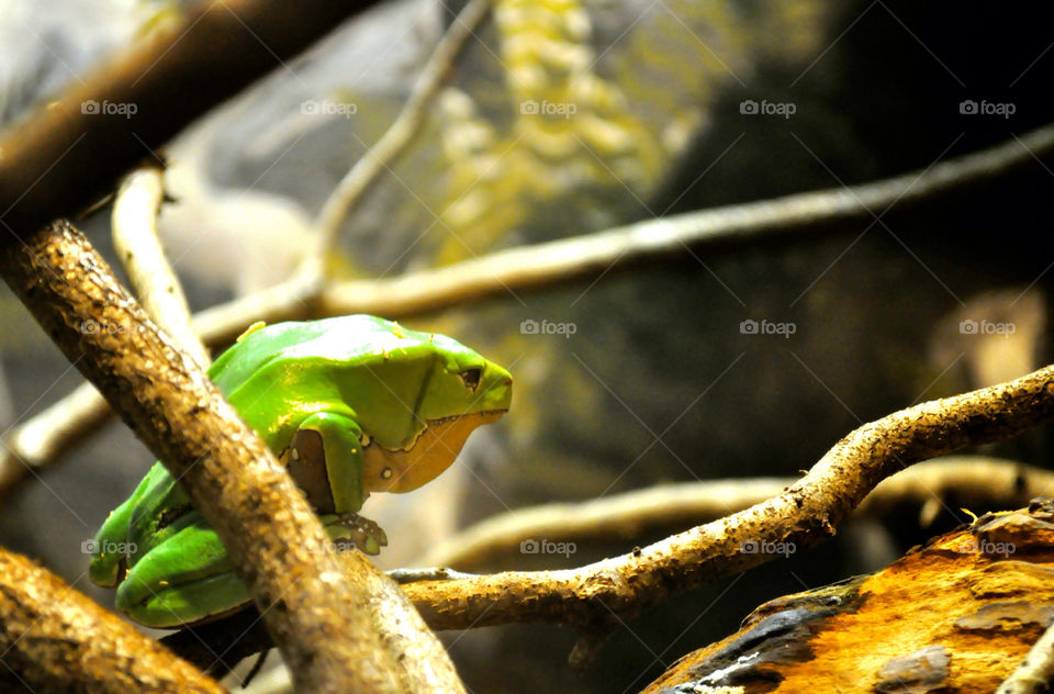 reptile frog myrtle beach south carolina by refocusphoto