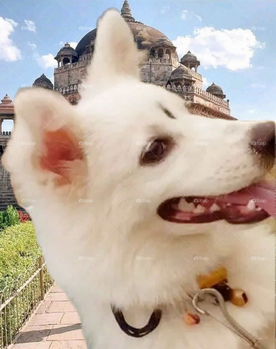 my most beautiful and cute dog.