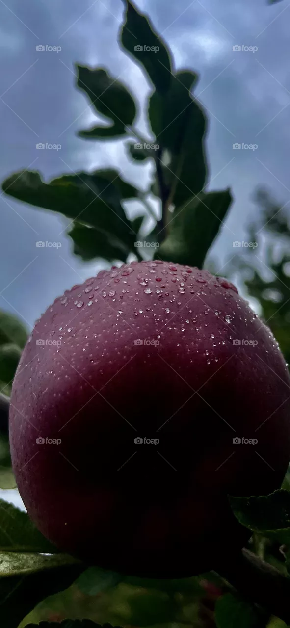 An Apple 
