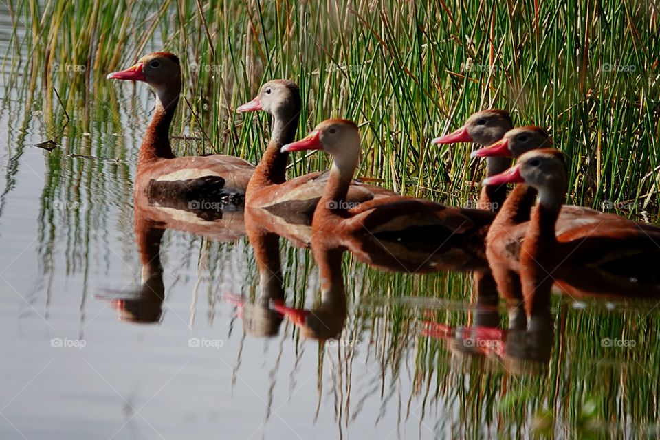 A family of Black Bellied Whistling Ducks.