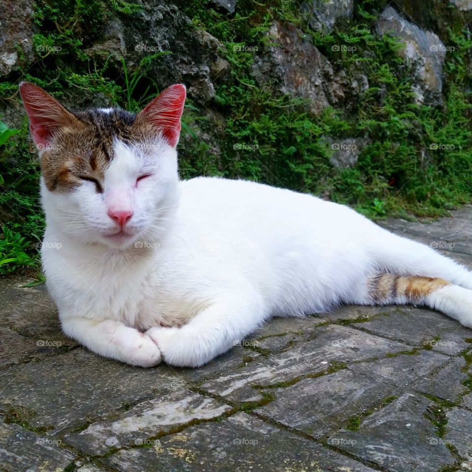 A male cat relaxing on block. The wall behind him is full of green mosses. He look sleepy...