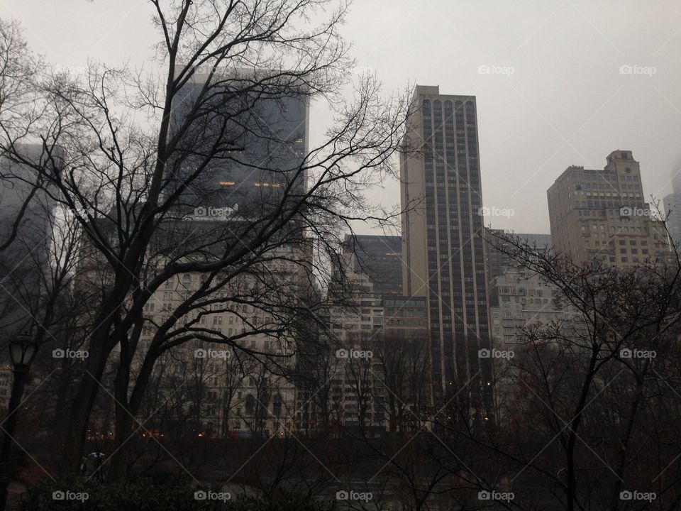 Winter, City, Tree, No Person, Fog