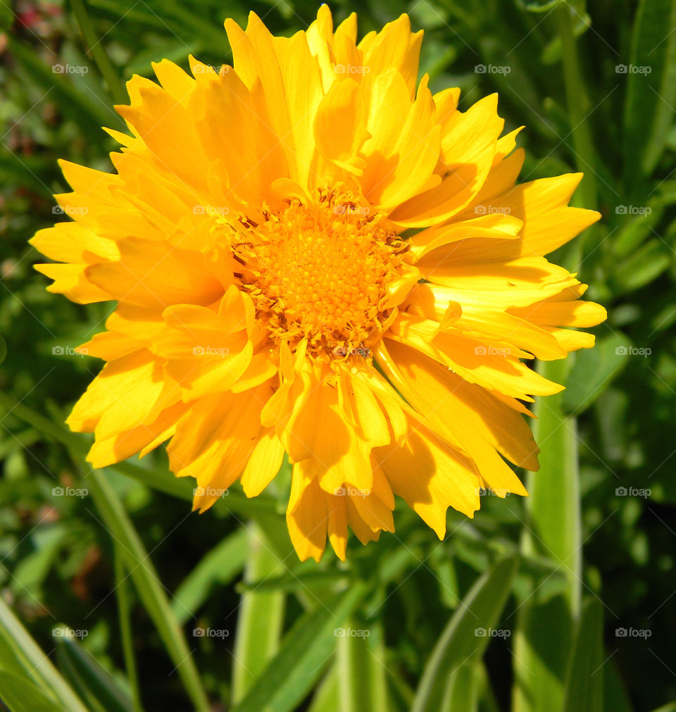 Yellow is my favorite color and it matches my disposition: cheerful and fun to be with, creative, critical of myself, and a perfectionist! Yellow is the best color to create enthusiasm for life and can awaken greater confidence and optimism! I love a challenge, particularly a mental challenge! 