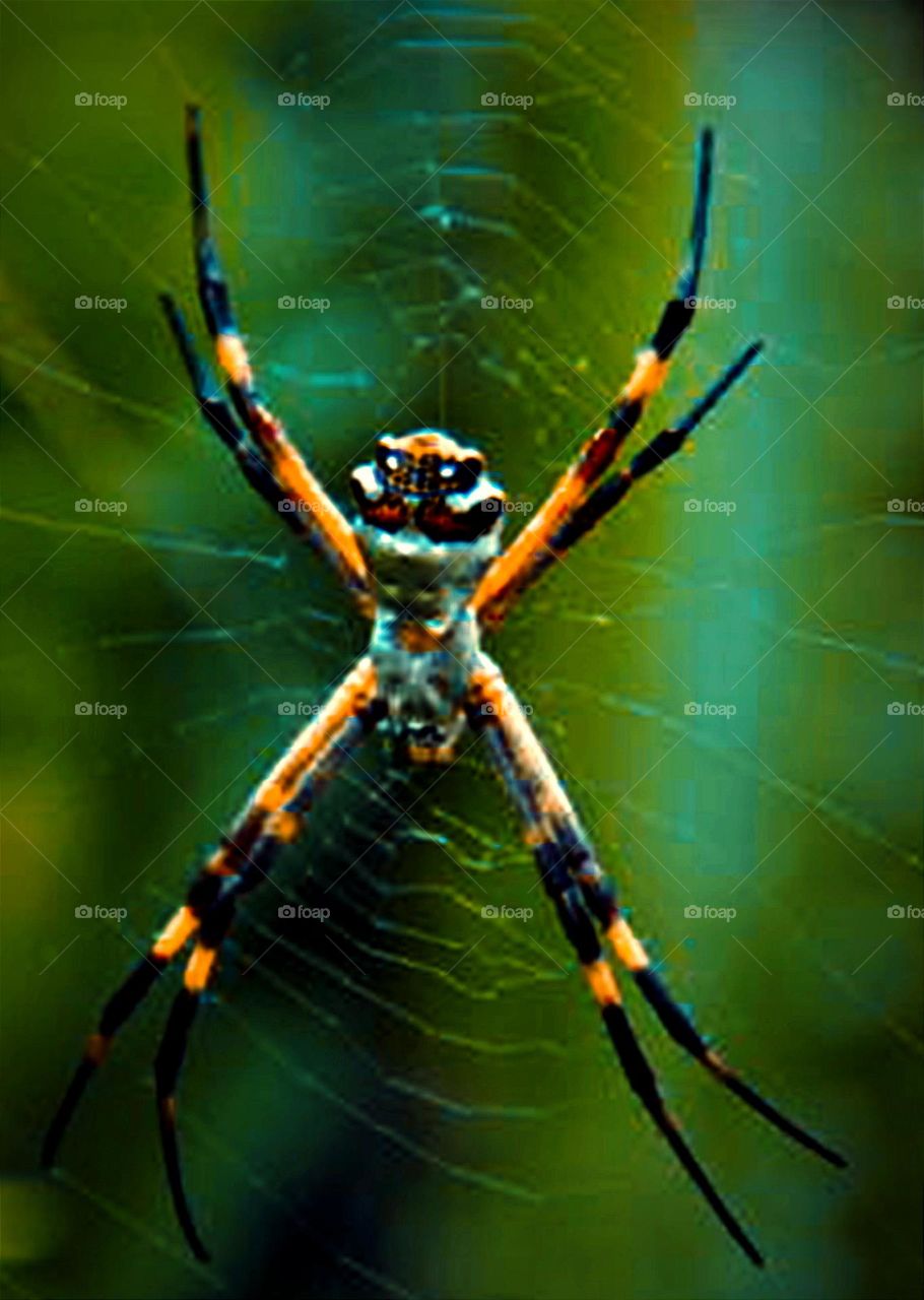 Aranha