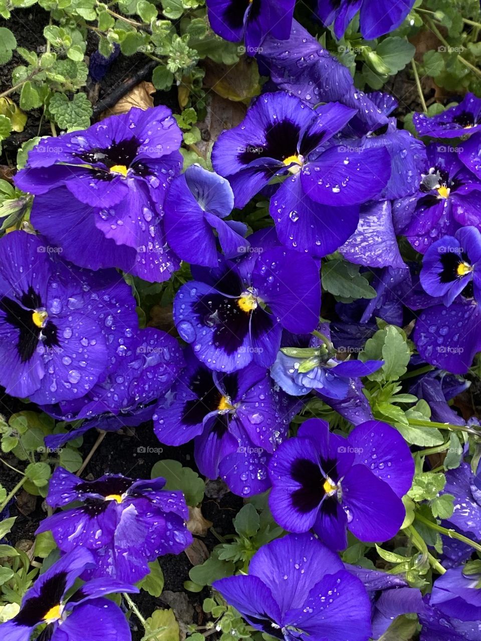 Violets with raindrops in the garden 