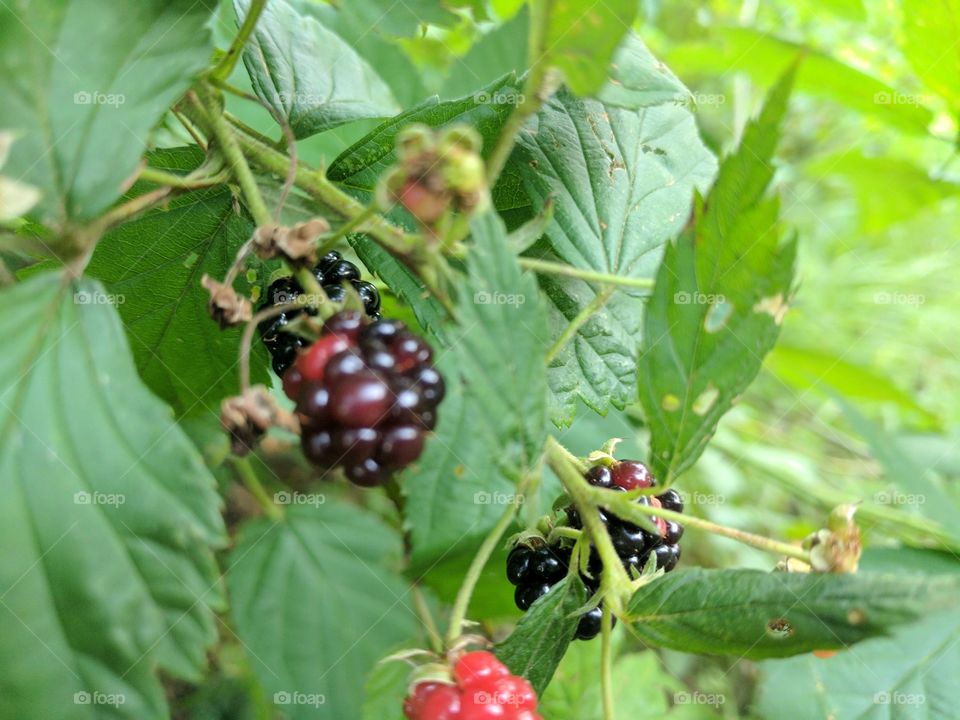 Colorful berries