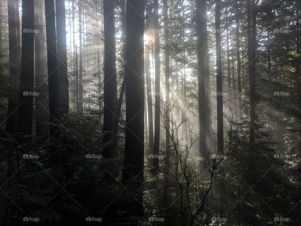 Gorgeous sunrise into the woods at Mount Seymour