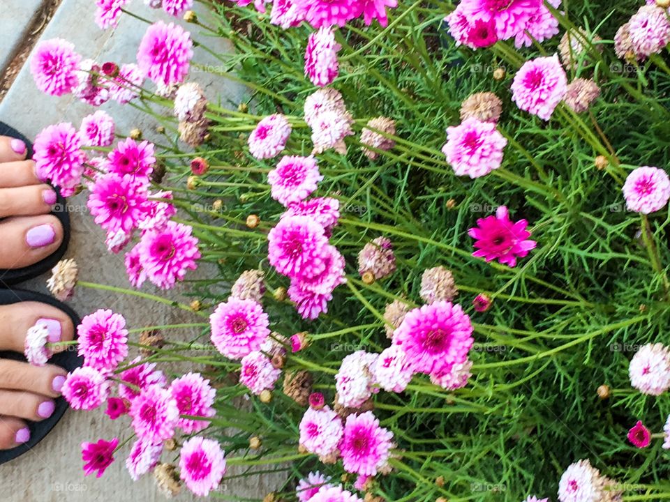 From where I stand beside pink flowers matching pink nail polish