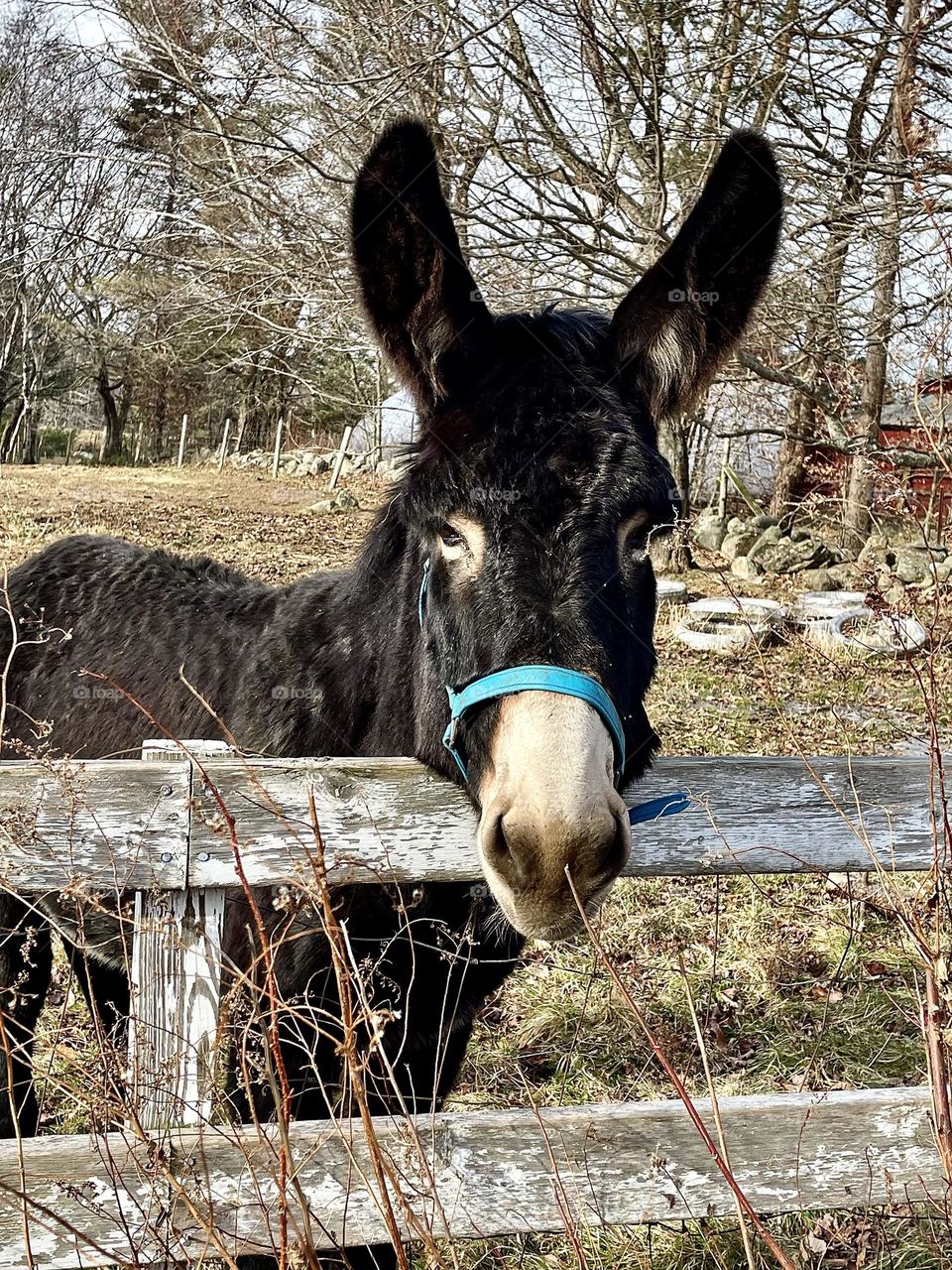 A donkey leans his head over a fence and waits expectantly for a treat.