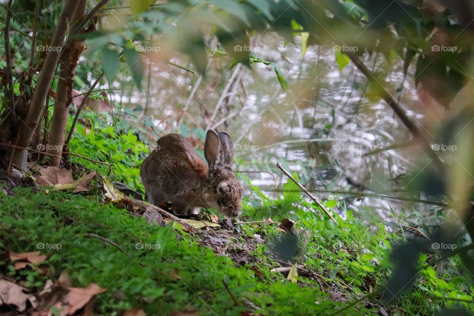 A wild rabbit in a wooded part of the city of Madrid