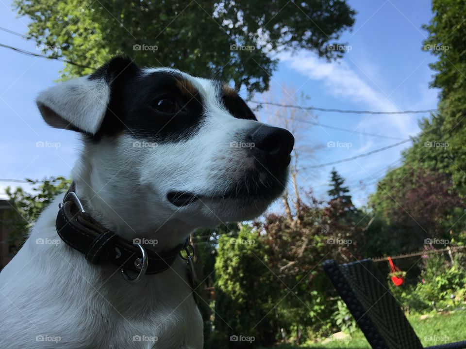 Closeup low angle view of Jack Russell Terrier outdoors with blue sky and trees focus breed is Jack Russell Terrier with black and white floppy ears 