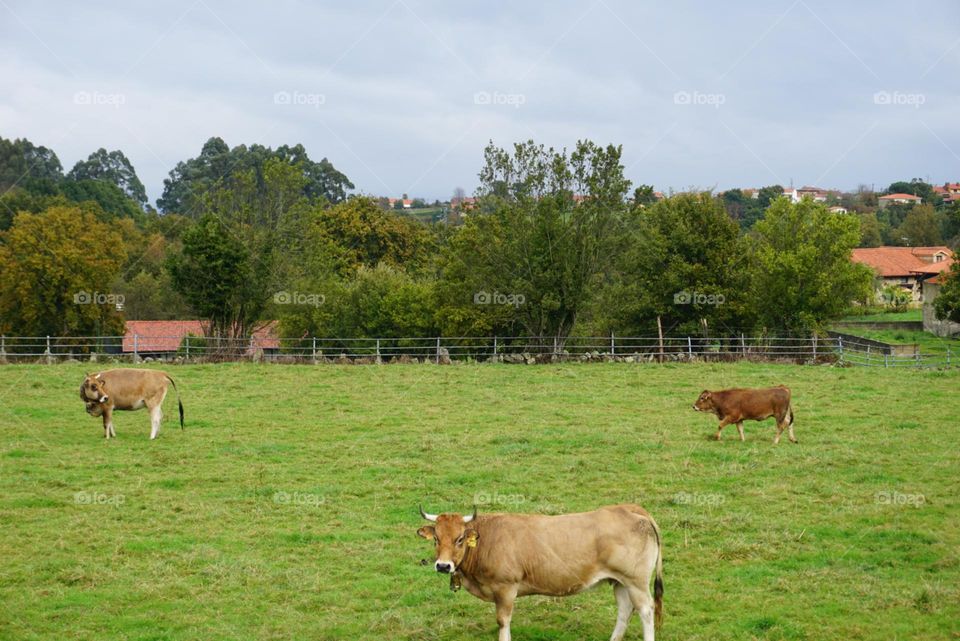 Cows#farm#nature