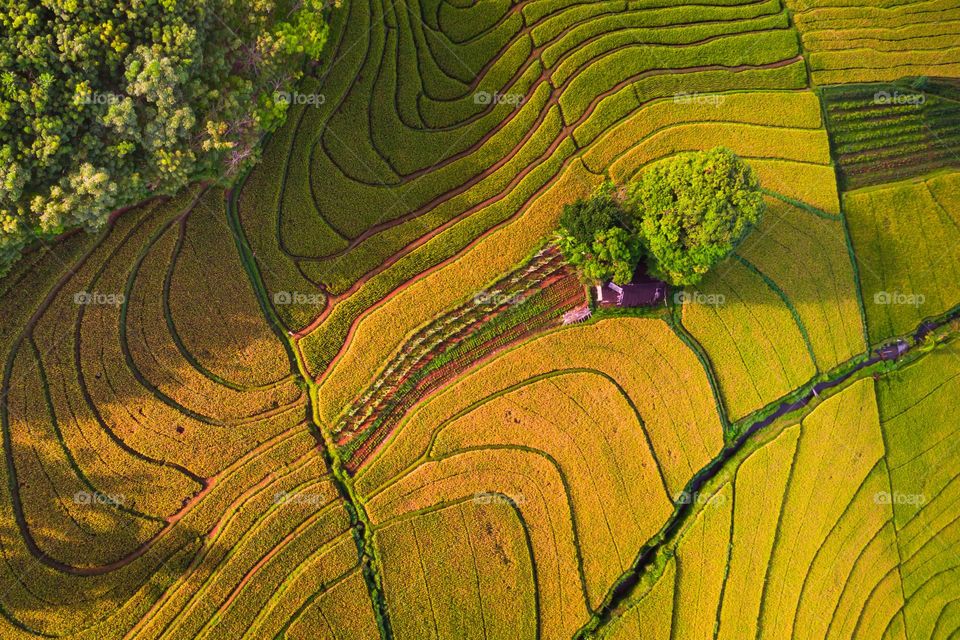 Pattern of rice fields