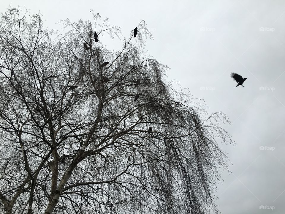 Low angle view of birds on tree