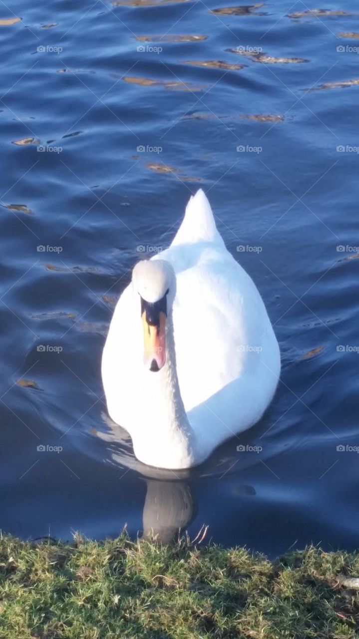 swan