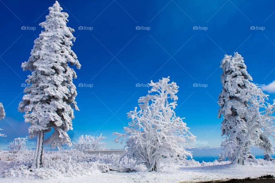 Snow covered trees in winter