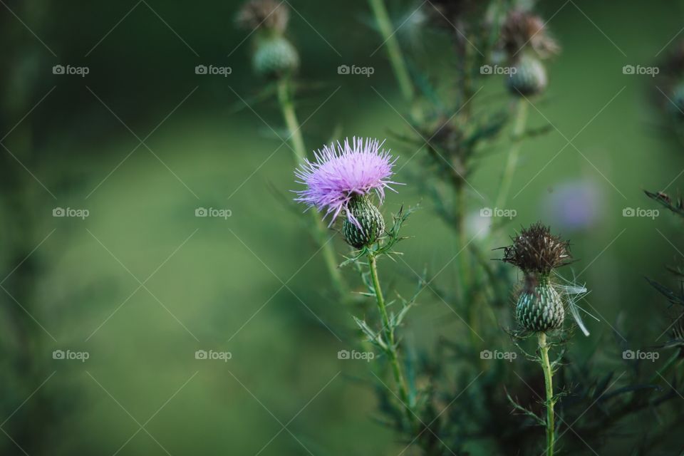 Purple thistle 