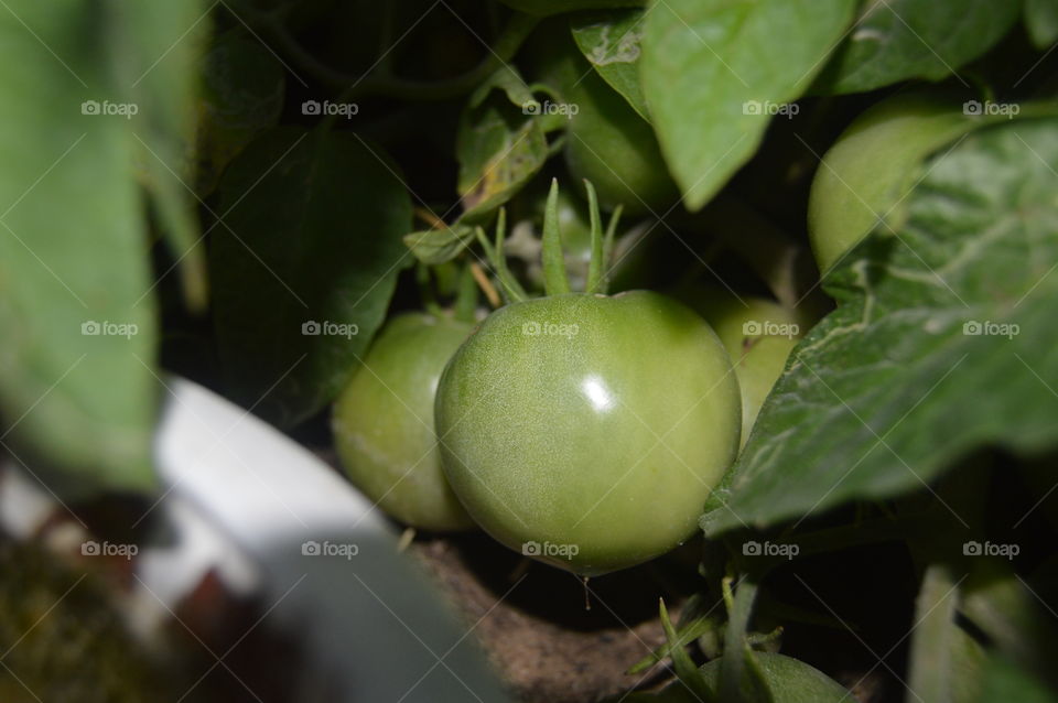 Green Tomatoes