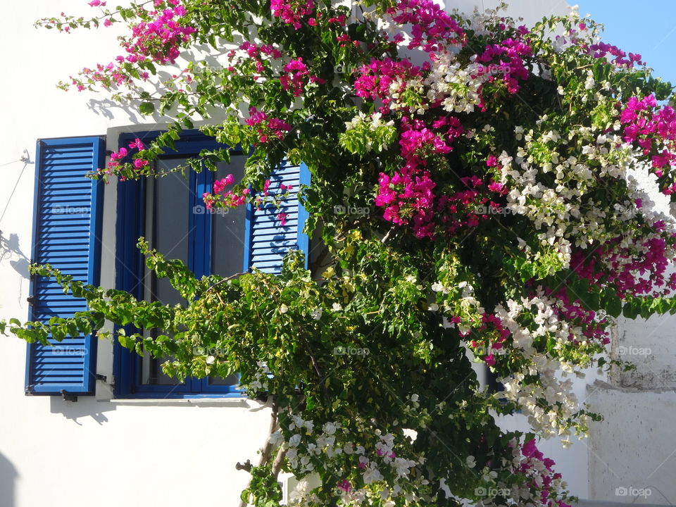 flowers in Santorini