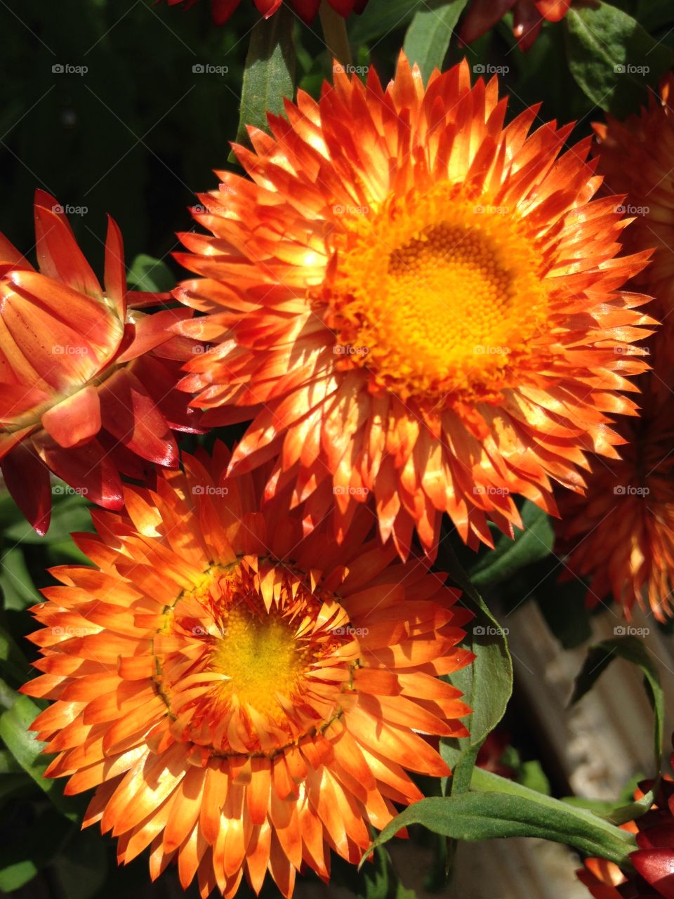 High angle view of chrysanthemums