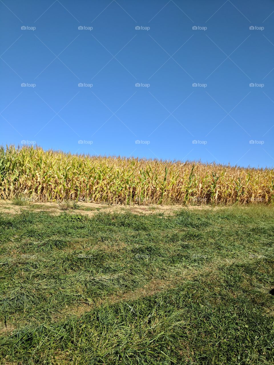 Corn Fields