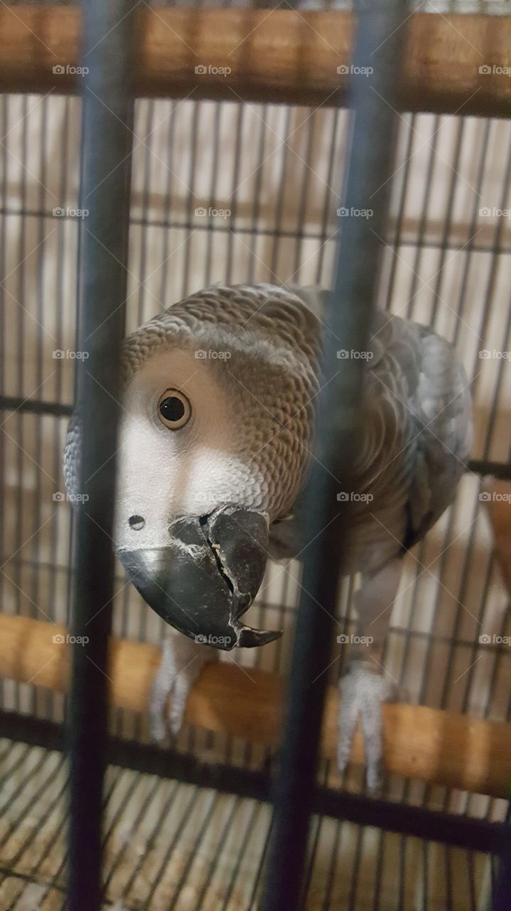 Bird in cage