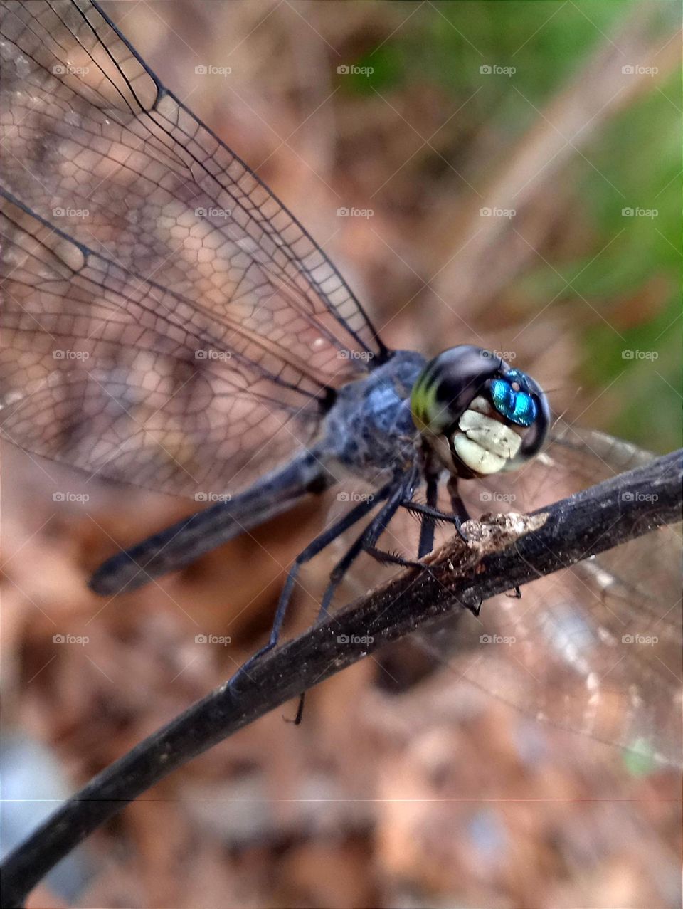 Blue dragonfly with a funny face. (Yellow blue black eyes, light blue nose and white mouth.)