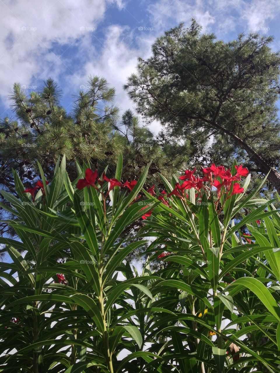 Flowers vs pines