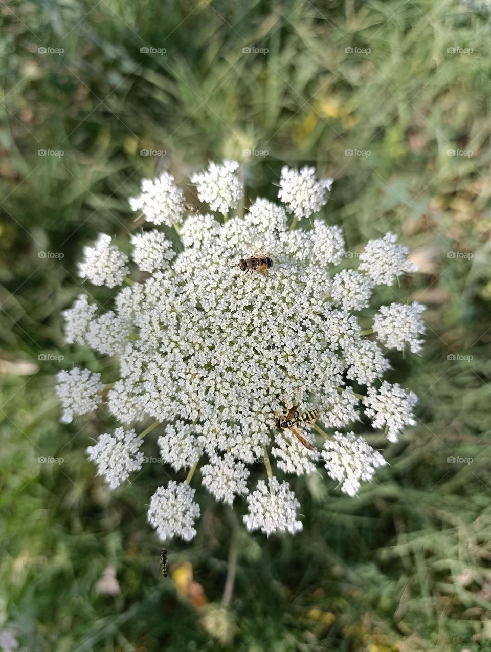 white flower anda bee
