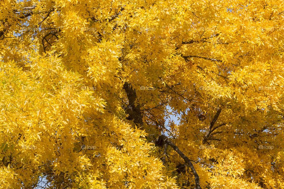 Yellow tree