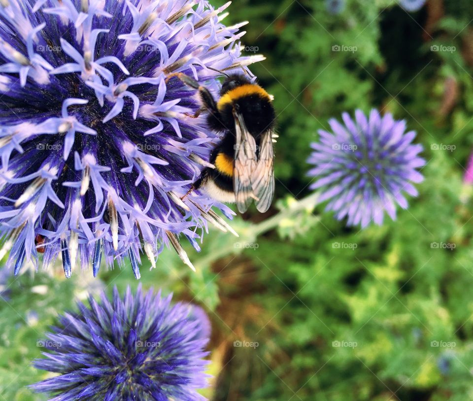 Bee on a Seaholly 