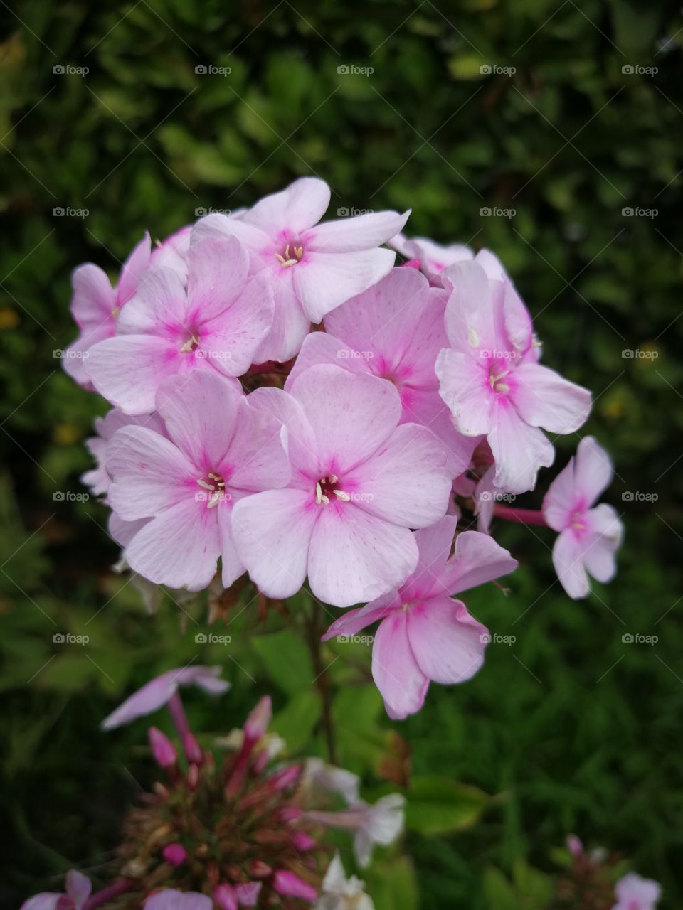 Garden treasures 🌺 without filter - phlox