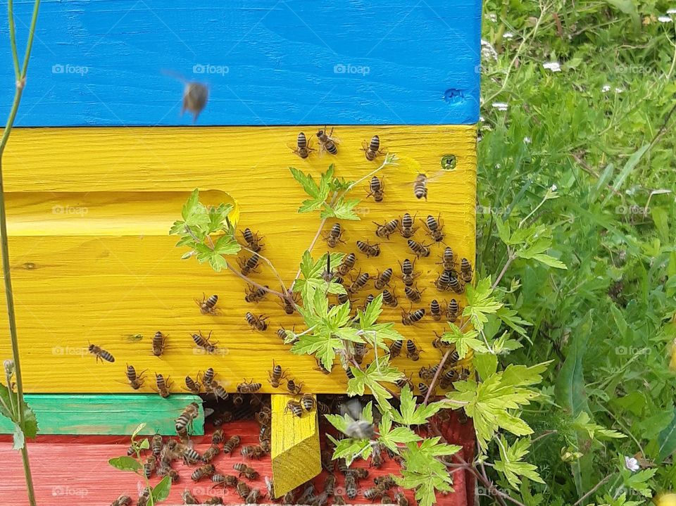 bees busy with producing honey in summer