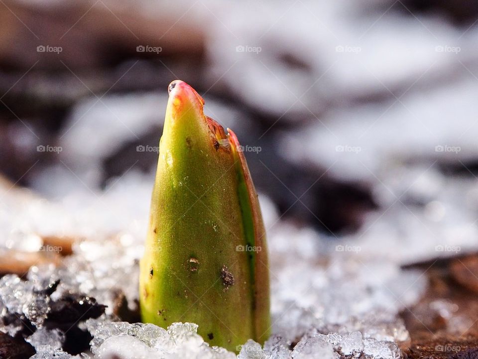 Flower in the snow