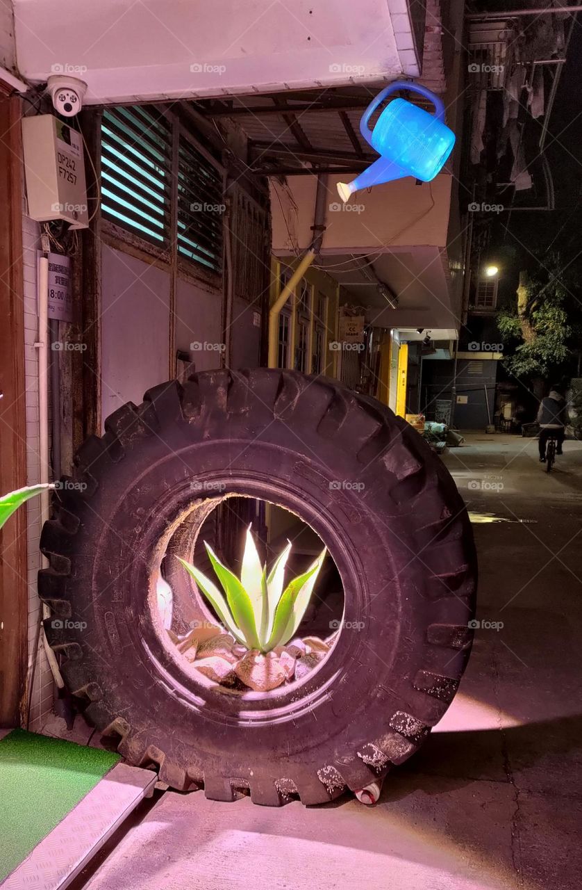 Creative potted plants