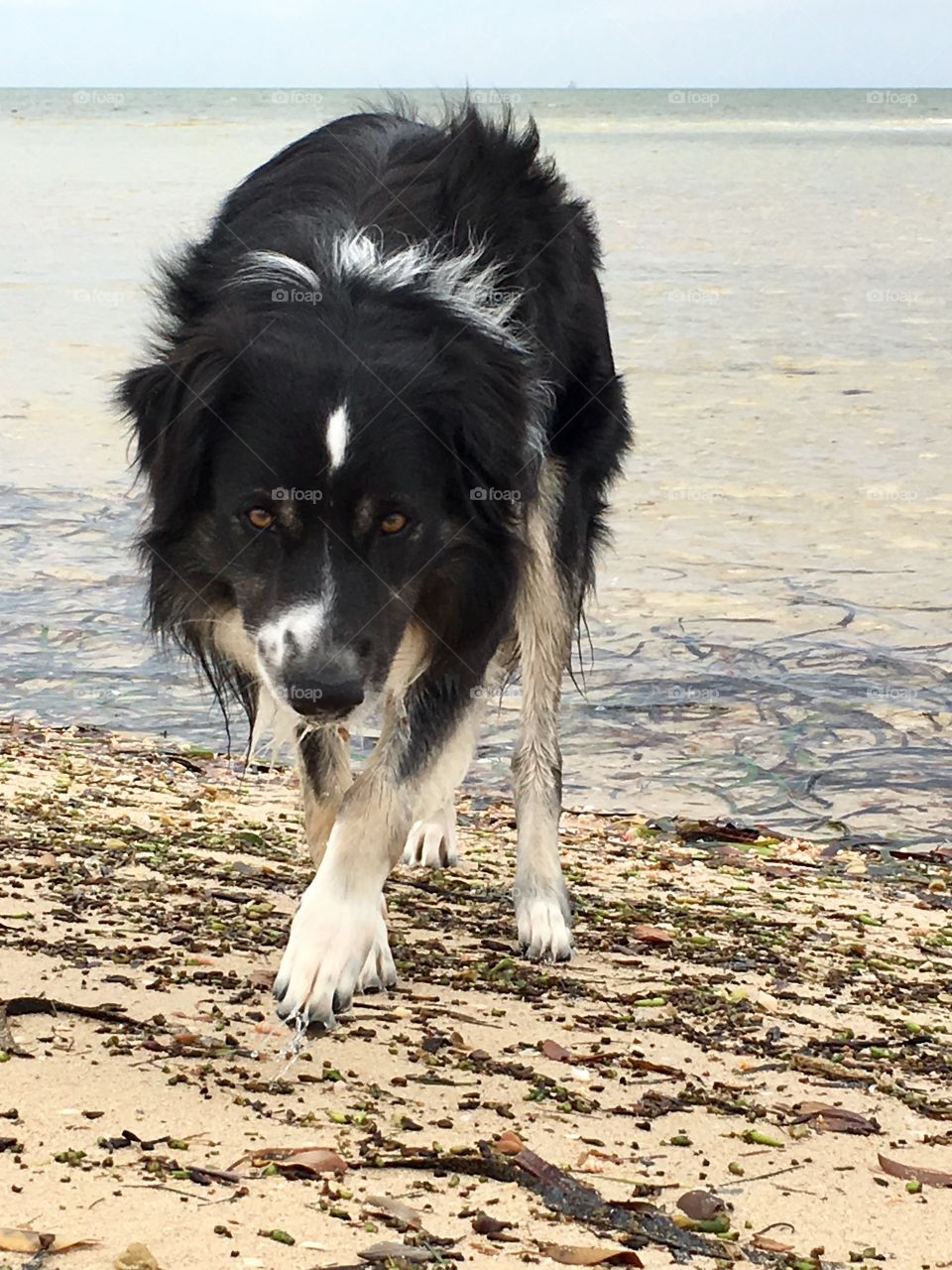 Wet border collie returning from ocean swim 