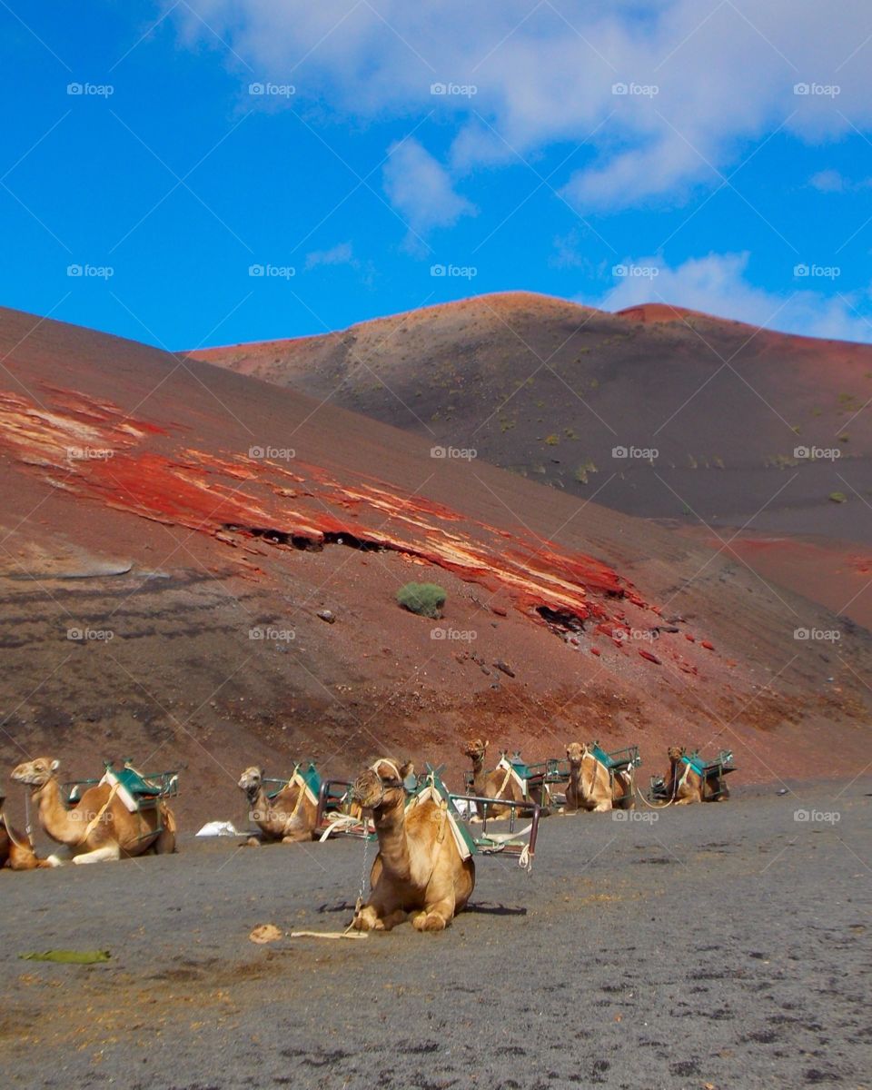 Timanfaya National Park,
Lanzarote