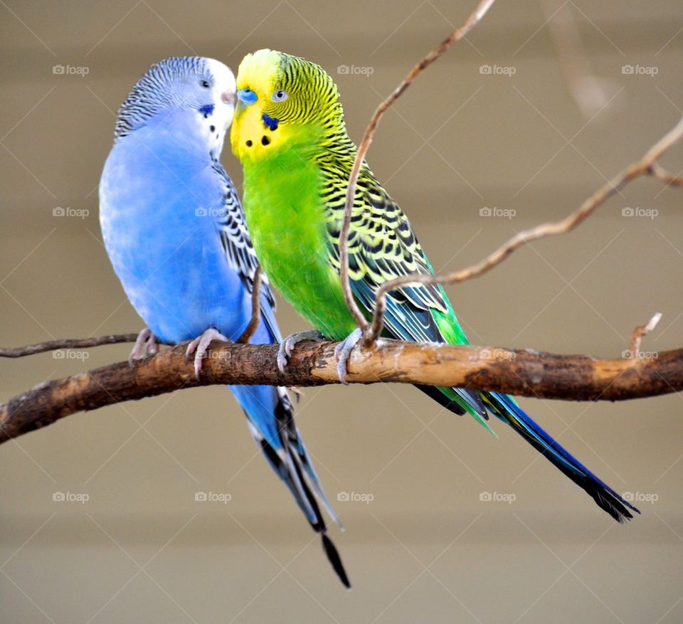 Budgie