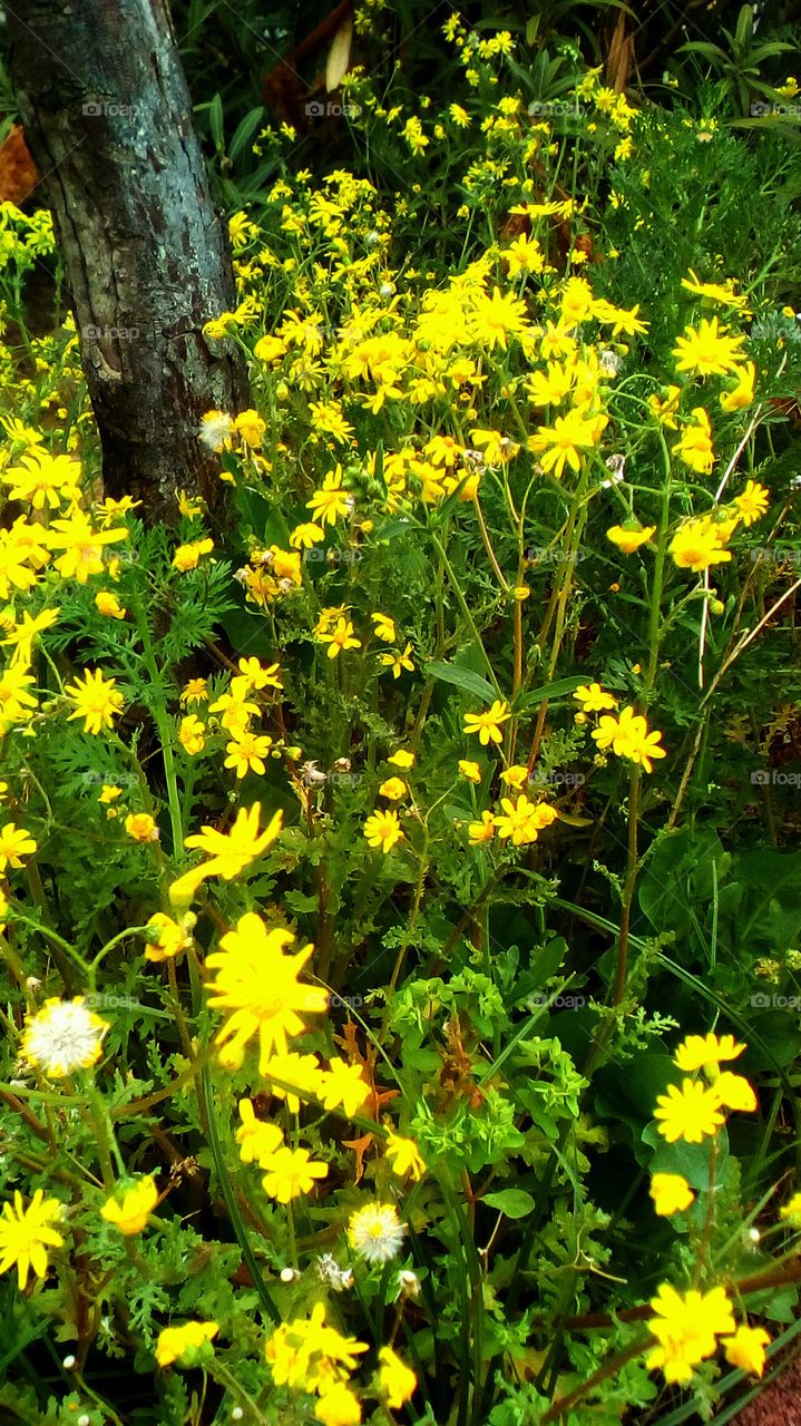 Field of yellow blooming wildflower