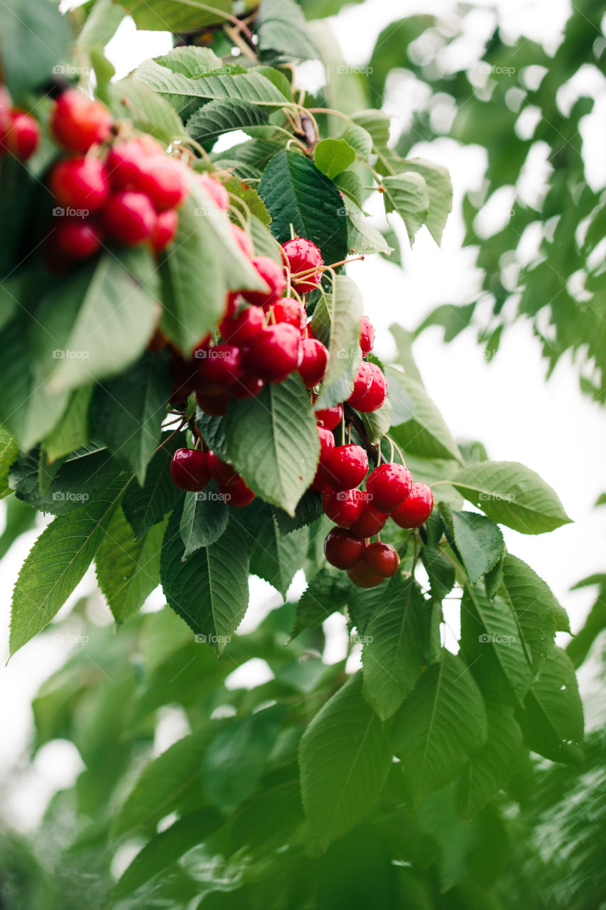 Closeup of ripe red cherry berries on tree among green leaves