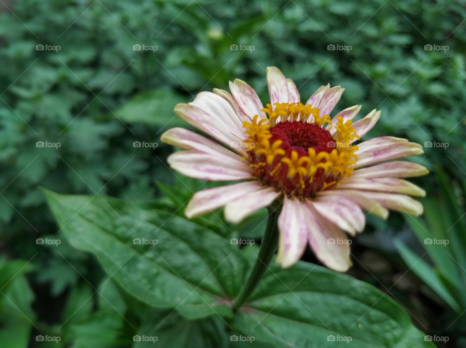 Zinnia